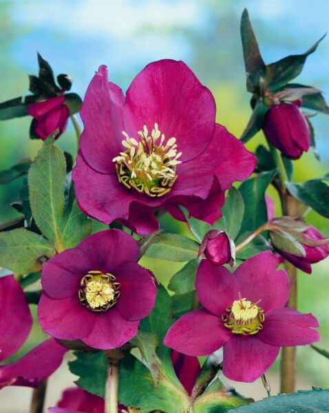 Helleborus x or.Lady-S.Red Lady 11 cm Topf - Größe nach Saison