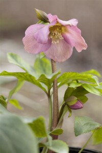 Helleborus x orientalis Ballard, gen. 11 cm Topf - Größe nach Saison