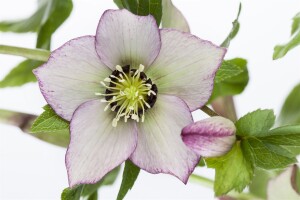 Helleborus x orientalis Ballard, gen. 11 cm Topf - Größe nach Saison