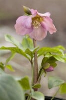 Helleborus x orientalis Ballard, gen. 11 cm Topf - Größe nach Saison