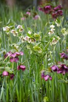 Helleborus x orientalis Ballard, gen. 11 cm Topf - Größe nach Saison