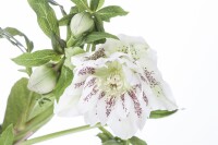 Helleborus x orientalis Ballard, gen. 11 cm Topf - Größe nach Saison