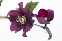 Helleborus x orientalis Ballard, gen. 11 cm Topf - Größe nach Saison