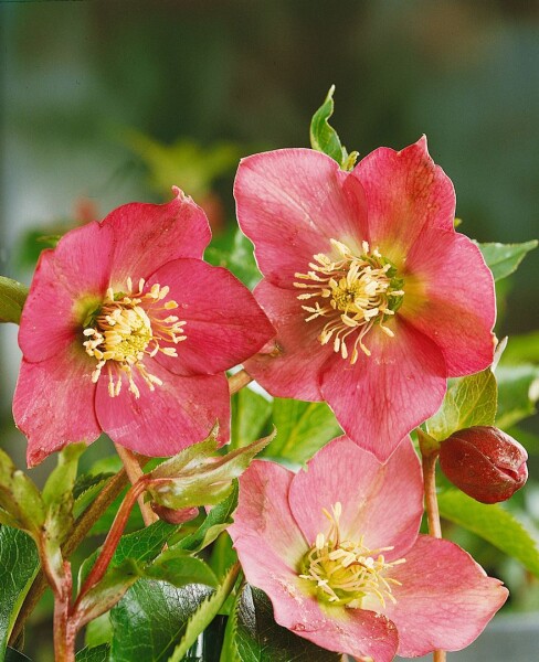 Helleborus x orientalis Red Hybrids 11 cm Topf - Größe nach Saison