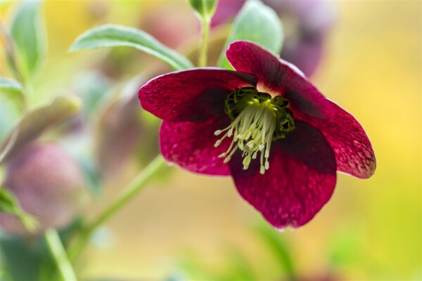 Helleborus x orientalis, Pretty Ennen Red, rot 11 cm Topf - Größe nach Saison