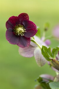 Helleborus x orientalis, Pretty Ennen Red, rot 11 cm Topf - Größe nach Saison