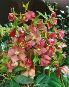 Helleborus x orientalis, Pretty Ennen Red, rot 11 cm Topf - Größe nach Saison