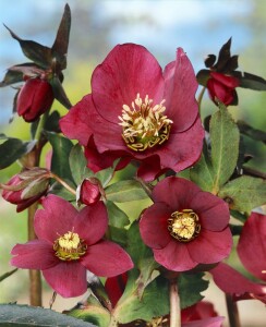 Helleborus x orientalis, Pretty Ennen Red, rot 11 cm Topf - Größe nach Saison