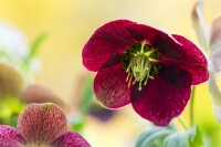 Helleborus x orientalis, Pretty Ennen Red, rot 11 cm Topf - Größe nach Saison