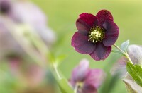 Helleborus x orientalis, Pretty Ennen Red, rot 11 cm Topf - Größe nach Saison