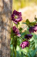 Helleborus x orientalis, Pretty Ennen Red, rot 11 cm Topf - Größe nach Saison