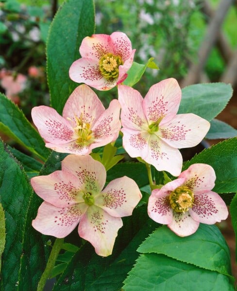 Helleborus x sternii 11 cm Topf - Größe nach Saison