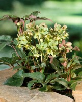 Helleborus x sternii 11 cm Topf - Größe nach Saison