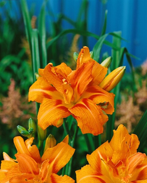 Hemerocallis fulva Kwanso 11 cm Topf - Größe nach Saison