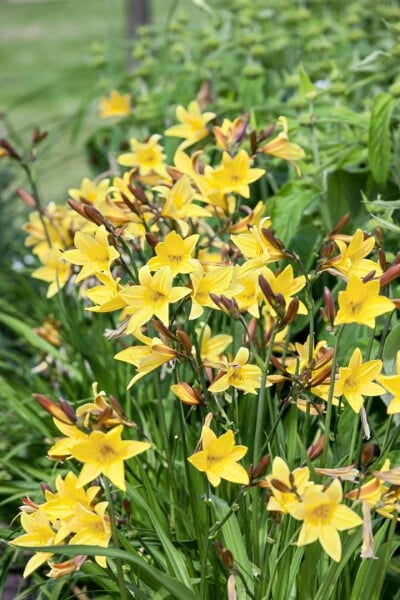 Hemerocallis minor 11 cm Topf - Größe nach Saison