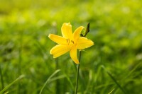 Hemerocallis minor 11 cm Topf - Größe nach Saison