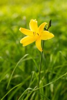 Hemerocallis minor 11 cm Topf - Größe nach Saison