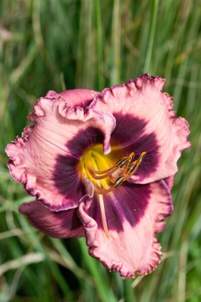 Hemerocallis x cult.Daring Deception 11 cm Topf - Größe nach Saison