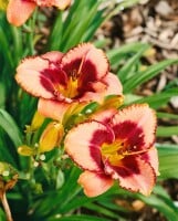 Hemerocallis x cult.Daring Deception 11 cm Topf - Größe nach Saison