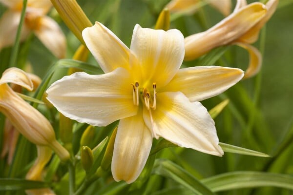 Hemerocallis x cult.Frances Fay 11 cm Topf - Größe nach Saison