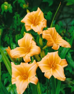 Hemerocallis x cult.Frances Fay 11 cm Topf - Größe nach Saison