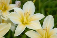 Hemerocallis x cult.Frances Fay 11 cm Topf - Größe nach Saison