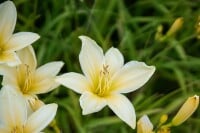 Hemerocallis x cult.Frances Fay 11 cm Topf - Größe nach Saison