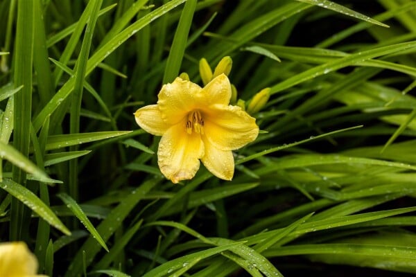 Hemerocallis x cult.Happy Returns 9 cm Topf - Größe nach Saison