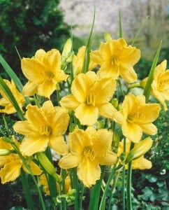 Hemerocallis x cult.Happy Returns 9 cm Topf - Größe nach Saison