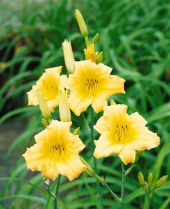 Hemerocallis x cult.Happy Returns 9 cm Topf - Größe nach Saison