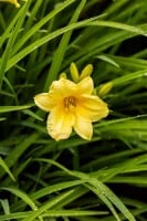 Hemerocallis x cult.Happy Returns 9 cm Topf - Größe nach Saison