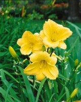 Hemerocallis x cult.Happy Returns 9 cm Topf - Größe nach Saison