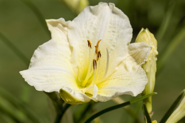 Hemerocallis x cult.Joan Senior 11 cm Topf - Größe nach Saison