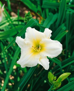 Hemerocallis x cult.Joan Senior 11 cm Topf - Größe nach Saison