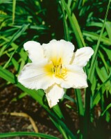 Hemerocallis x cult.Joan Senior 11 cm Topf - Größe nach Saison