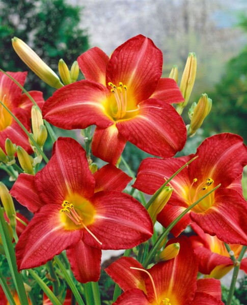 Hemerocallis x cult.King of Hearts 11 cm Topf - Größe nach Saison