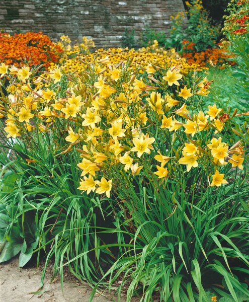 Hemerocallis x cult.Lemon Bells 11 cm Topf - Größe nach Saison