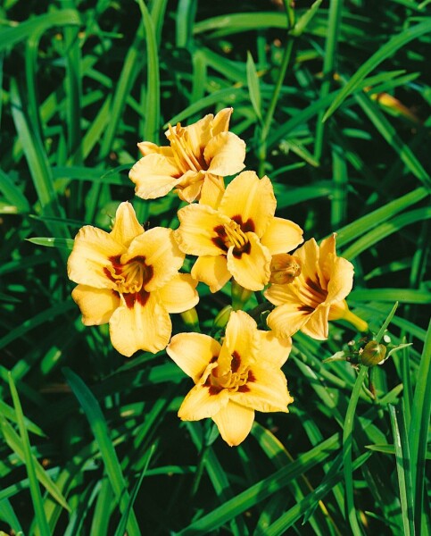 Hemerocallis x cult.Little Bumble Bee 11 cm Topf - Größe nach Saison