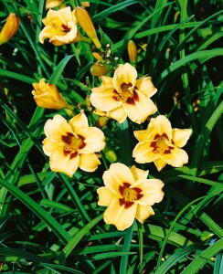 Hemerocallis x cult.Little Bumble Bee 11 cm Topf - Größe nach Saison