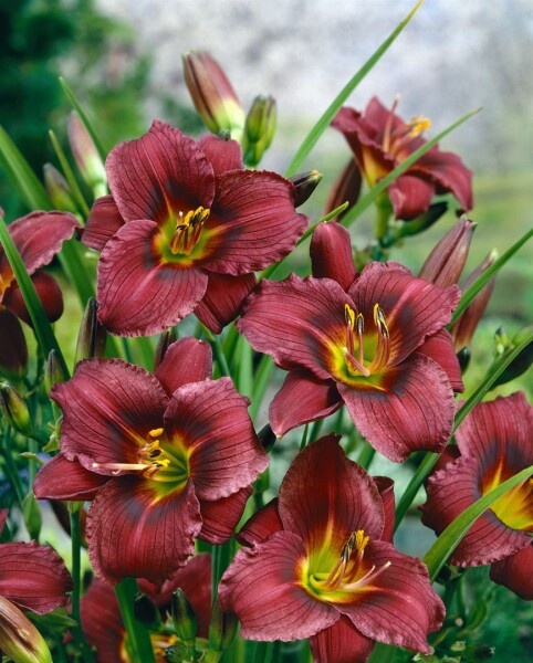 Hemerocallis x cult.Little Grapette 11 cm Topf - Größe nach Saison