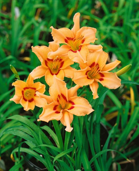 Hemerocallis x cult.Lynn Hall 11 cm Topf - Größe nach Saison