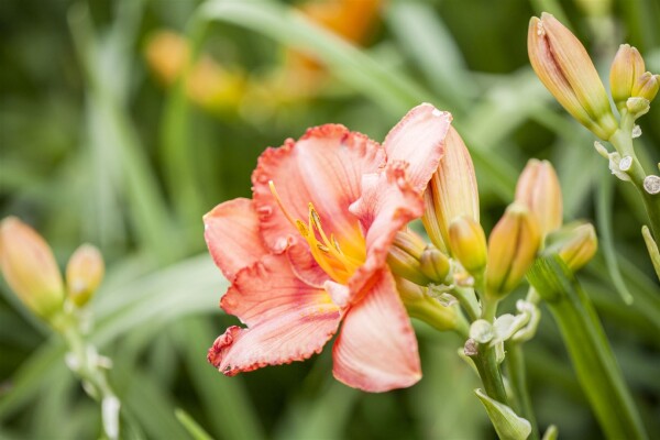 Hemerocallis x cult.Maikönigin 11 cm Topf - Größe nach Saison