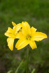 Hemerocallis x cult.Maikönigin 11 cm Topf - Größe nach Saison