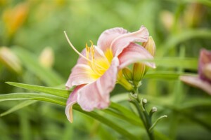 Hemerocallis x cult.Maikönigin 11 cm Topf - Größe nach Saison