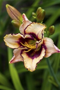 Hemerocallis x cult.Maikönigin 11 cm Topf - Größe nach Saison