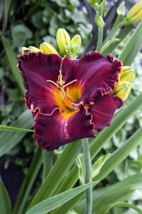 Hemerocallis x cult.Maikönigin 11 cm Topf - Größe nach Saison