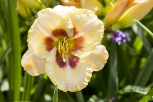 Hemerocallis x cult.Maikönigin 11 cm Topf - Größe nach Saison