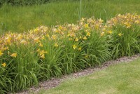 Hemerocallis x cult.Maikönigin 11 cm Topf - Größe nach Saison