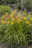 Hemerocallis x cult.Maikönigin 11 cm Topf - Größe nach Saison