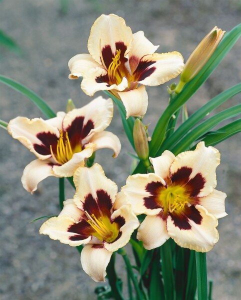 Hemerocallis x cult.Moonlit Masquerade 11 cm Topf - Größe nach Saison